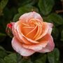 Floribunda Rose Plant 'Fragrant Delight', thumbnail 2 of 6