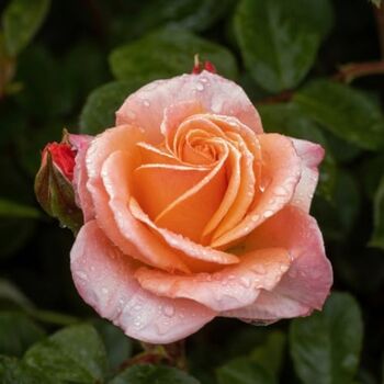 Floribunda Rose Plant 'Fragrant Delight', 2 of 6