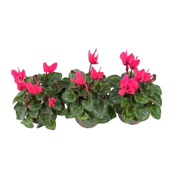 Cyclamen Dark Pink Garden Plants In 9cm Pots – 3 Pack, 2 of 2