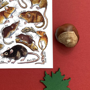Small Mammals Of Britain Watercolour Postcard, 6 of 8