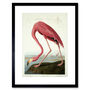 Painting Nature Audubon American Flamingo Art Print, thumbnail 1 of 3