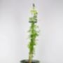 Clotted Cream Jasmine Plant In 3 L Pot – Scented Climber, thumbnail 2 of 5