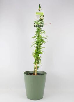 Clotted Cream Jasmine Plant In 3 L Pot – Scented Climber, 2 of 5