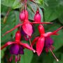 Fuchsia 'Tom Thumb' One Full Plant In A One Litre Pot, thumbnail 1 of 5