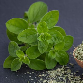 Herb Plants Oregano 12 X Plug Plant Pack, 4 of 5
