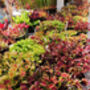 Grow Your Own Carnivorous Houseplant Indoor Garden, thumbnail 5 of 6