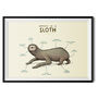 Anatomy Of A Sloth Art Print By Sophie Corrigan, thumbnail 2 of 4