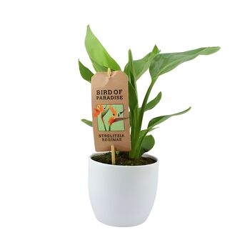 Bird Of Paradise Indoor Plant In 12cm Pot, 3 of 3