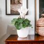White Cyclamen Indoor Flowering Plant In 13cm Pot, thumbnail 1 of 3