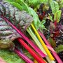 Vegetable Plants Chard 'Rainbow' 12 X Full Plant Pack, thumbnail 1 of 5