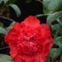 Plant Gift Red Camellia Plant, thumbnail 1 of 2
