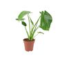 Monstera Swiss Cheese Plant In 12cm Pot, thumbnail 7 of 10