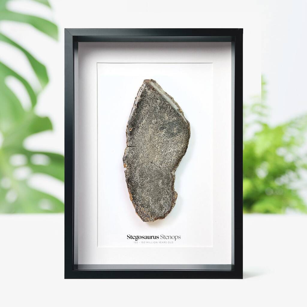 Stegosaurus Dinosaur Bone Authentic Dinosaur Fossil Natural History Frame Home Decoration Gift, 1 of 1
