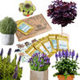 Grow Your Own Exotic Mediterranean Garden Gift Set, thumbnail 1 of 8