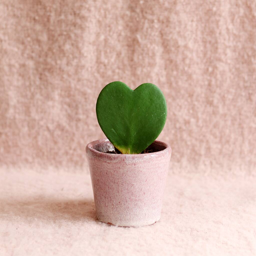 Love Heart / Hoya Kerii Mini House Plant Gift By FlowerBe ...