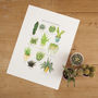 Cacti And Succulents Illustrated Giclée Print, thumbnail 6 of 7