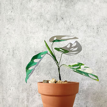 Mini Variegated Monkey Leaf Potted Paper Plant, 2 of 6