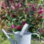 Watering Can Zinc One.6 L, thumbnail 1 of 4