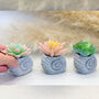 Faux Succulent In Handmade Ammonite Shell Pots, thumbnail 8 of 9