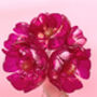 Hot Pink Bouquet Recycled Plastic Bottle Flowers, thumbnail 6 of 12