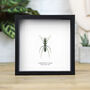 Giant Forest Ant Insect Bug Entomology Taxidermy Deep Box Frame, thumbnail 1 of 3