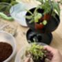 Carnivorous Plant Terrarium Workshop, Manchester, thumbnail 8 of 12