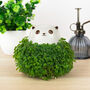 Grow Your Own Cat Chia Planter, thumbnail 4 of 5