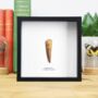 Plesiosaur Tooth Box Frame Real Authentic Jurassic Dinosaur Fossil Museum Quality Natural History Interior Design Home Decor Display Gift Ornament, thumbnail 1 of 4