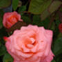 Rose Sandra, Personalised Named Pink Rose Gift, thumbnail 2 of 2