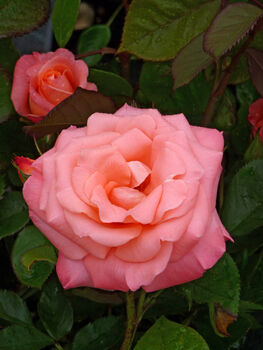 Rose Sandra, Personalised Named Pink Rose Gift, 2 of 2