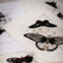 Set Of Four Framed Vintage Butterfly Art Prints, thumbnail 7 of 10