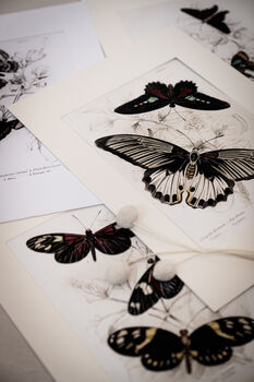 Set Of Four Framed Vintage Butterfly Art Prints, 7 of 10