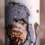 Concrete And Oyster Shell Pillar Candle, thumbnail 2 of 4
