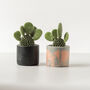 Baby Bunny Ear Cactus With Handmade Pot, thumbnail 4 of 8
