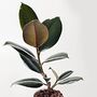 'Ficus Robusta Abidjan' Rubber Plant Houseplant, thumbnail 2 of 5