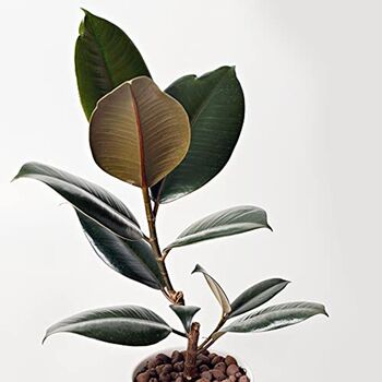 'Ficus Robusta Abidjan' Rubber Plant Houseplant, 2 of 5