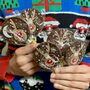 Reindeer Christmas Chocolate Lollipop Set Of Five, thumbnail 4 of 5