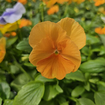 Viola 'Deep Orange' Six X Plant Pack, 4 of 6