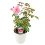 You're Floribunda Rose Bush, thumbnail 6 of 8