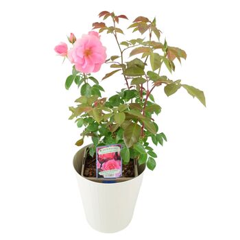 You're Floribunda Rose Bush, 6 of 8