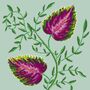 A Fine Vine, thumbnail 5 of 7