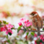 Apple Trees 'Sunset', thumbnail 4 of 12