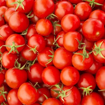 Tomato Plants 'Sweet Aperitif' 6x Plug Plant Pack, 7 of 9
