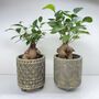 Ficus Ginseng Microcarpa Houseplant Bonsai Good Luck, thumbnail 4 of 9