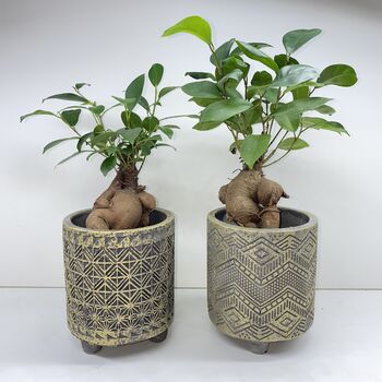 Ficus Ginseng Microcarpa Houseplant Bonsai Good Luck, 4 of 9