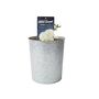 White Flower Carpet Rose 4 L – Hardy Ground Cover Plant, thumbnail 5 of 5
