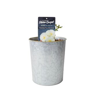 White Flower Carpet Rose 4 L – Hardy Ground Cover Plant, 5 of 5