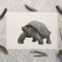 Galapagos Giant Tortoise Giclée Art Print, thumbnail 2 of 3