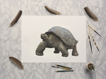 Galapagos Giant Tortoise Giclée Art Print, 2 of 3