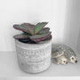 Tiger Stripes Kalanchoe Low Light Succulent House Plant, thumbnail 1 of 4